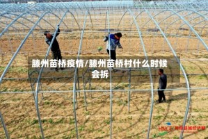 滕州苗桥疫情/滕州苗桥村什么时候会拆