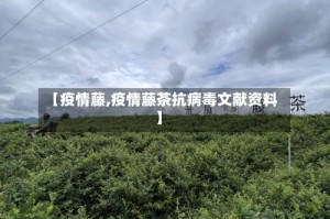 【疫情藤,疫情藤茶抗病毒文献资料】
