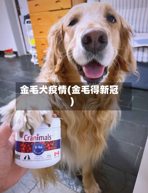 金毛犬疫情(金毛得新冠)-第2张图片