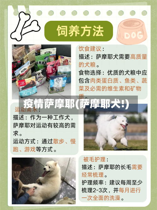 疫情萨摩耶(萨摩耶犬!)-第1张图片