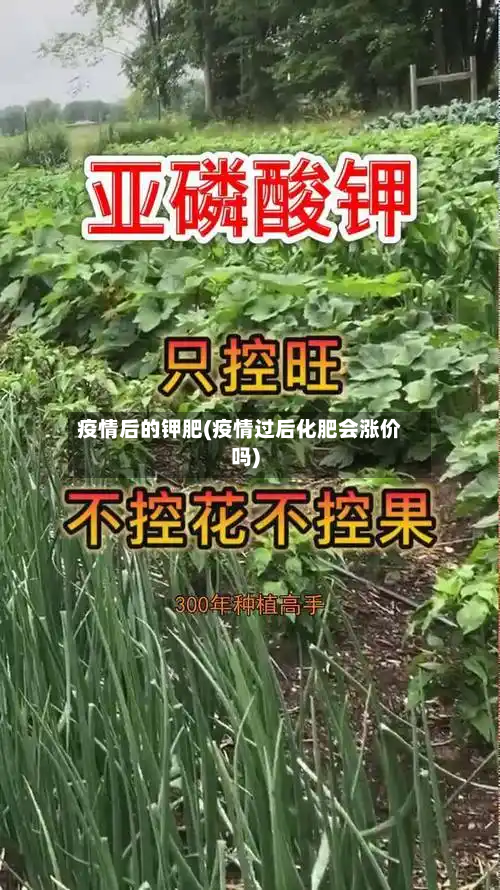 疫情后的钾肥(疫情过后化肥会涨价吗)-第3张图片