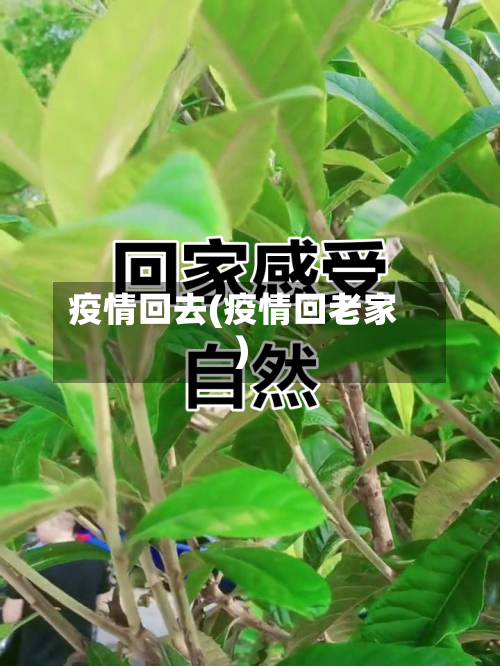 疫情回去(疫情回老家)-第1张图片