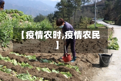 【疫情农时,疫情农民】-第1张图片