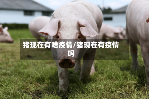 猪现在有啥疫情/猪现在有疫情吗-第1张图片