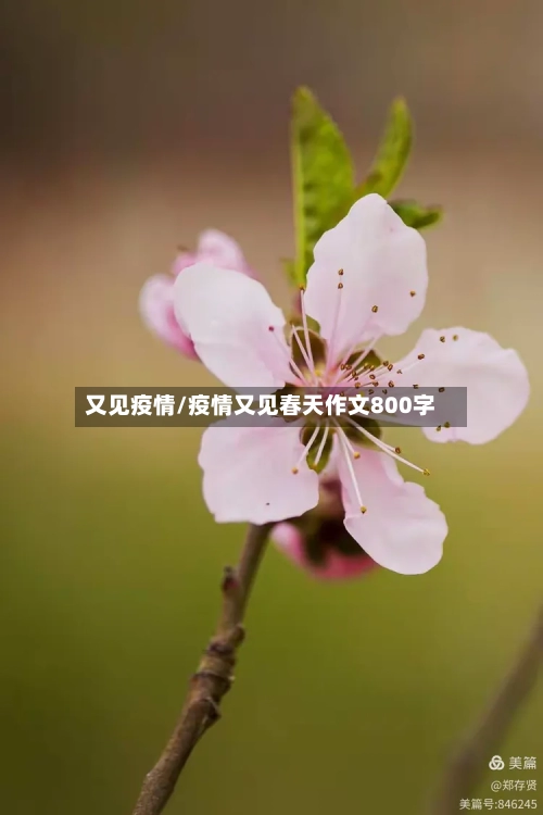 又见疫情/疫情又见春天作文800字-第1张图片