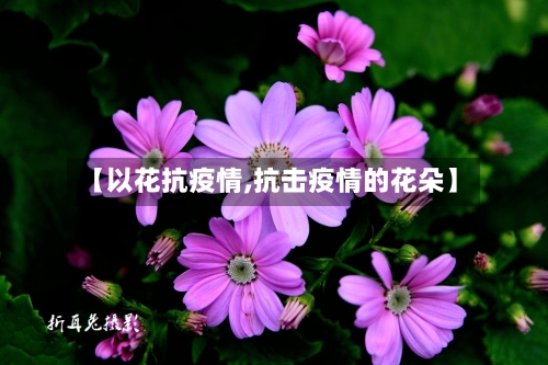 【以花抗疫情,抗击疫情的花朵】-第1张图片