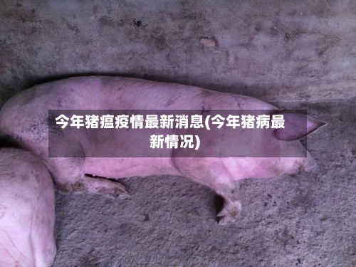 今年猪瘟疫情最新消息(今年猪病最新情况)-第1张图片