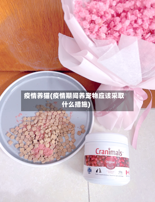 疫情养猫(疫情期间养宠物应该采取什么措施)-第2张图片