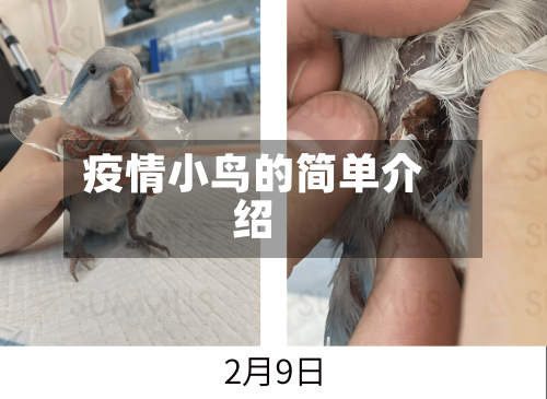 疫情小鸟的简单介绍-第2张图片