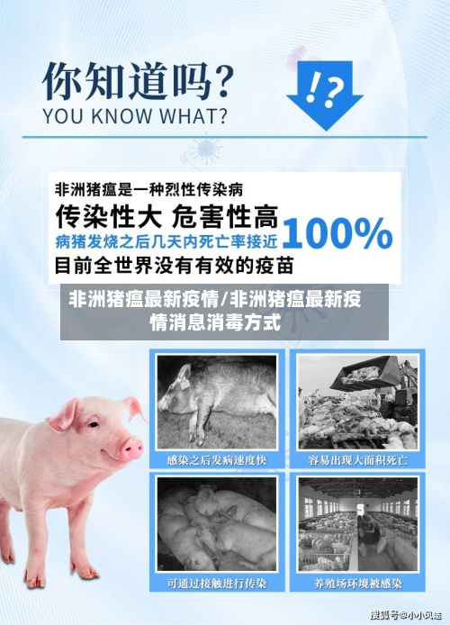 非洲猪瘟最新疫情/非洲猪瘟最新疫情消息消毒方式-第1张图片