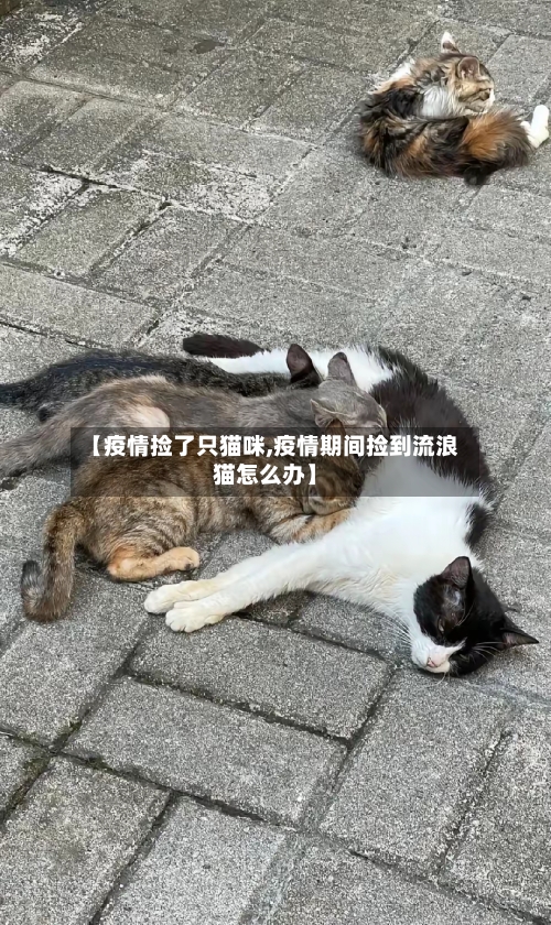 【疫情捡了只猫咪,疫情期间捡到流浪猫怎么办】-第2张图片